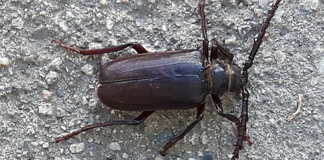 long-horned wood-boring beetle
