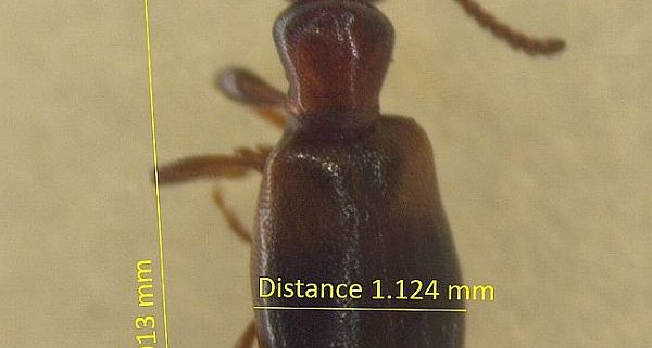 ant-like flower beetle
