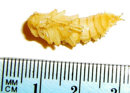 Yellow mealworm beetle pupa