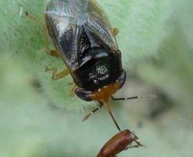 big-eyed bug, Hemiptera