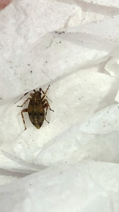 Two-spotted stink bug - PEST CONTROL CANADA