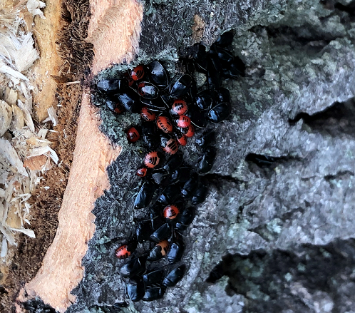 White-margined burrower bugs - PEST CONTROL CANADA