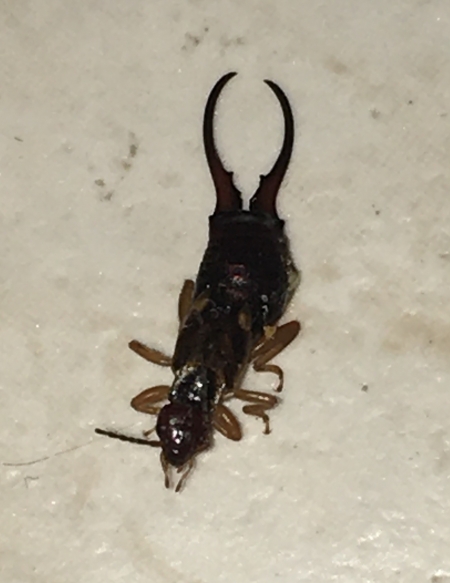 Pest Identification Photos - PEST CONTROL CANADA