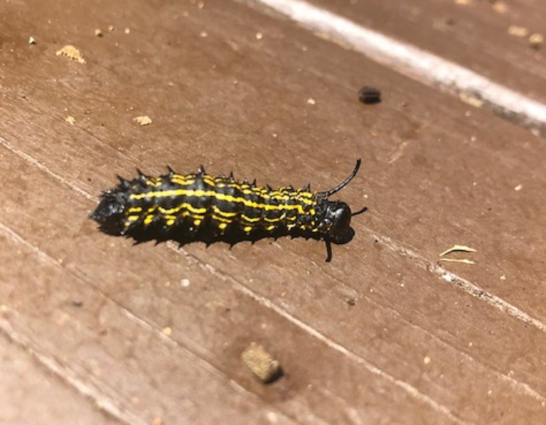 Monkey slug caterpillar PEST CONTROL CANADA