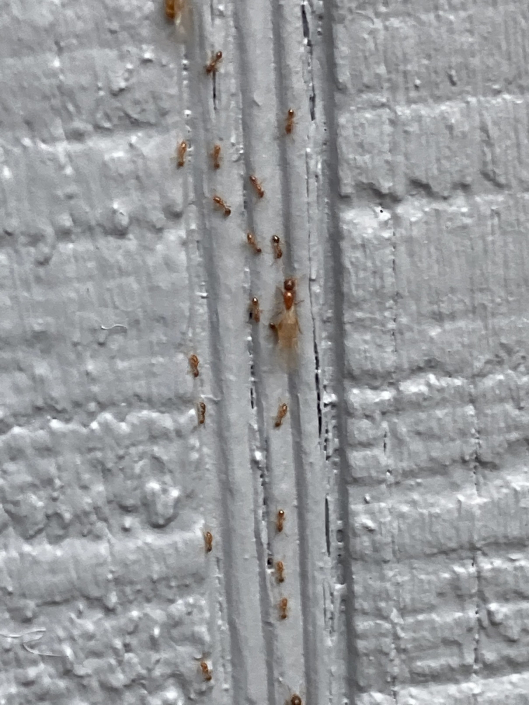 Bed Bugs PEST CONTROL CANADA